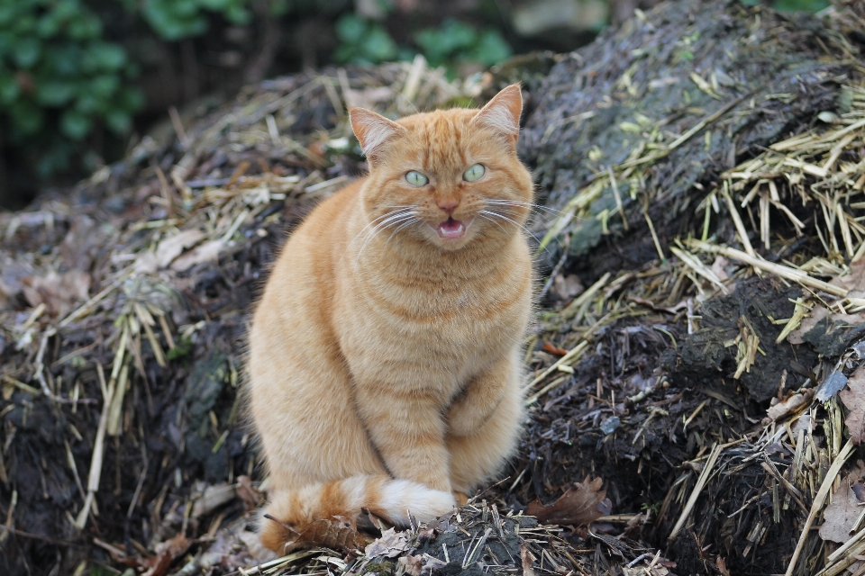 кот растение кошачьих
 хищник