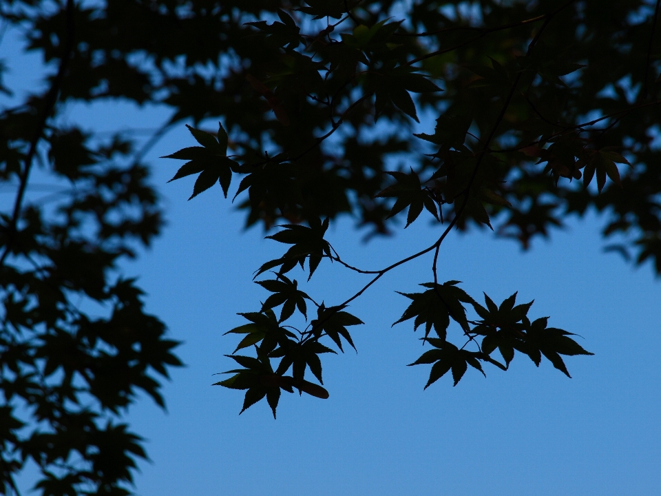 Sky leaf branch twig