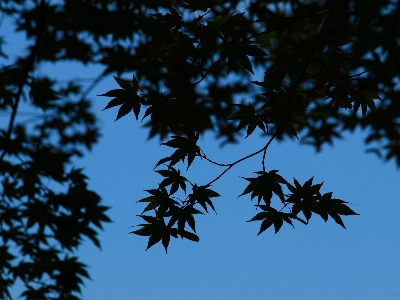 Sky leaf branch twig Photo