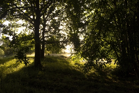 Park green sun rays shadow Photo