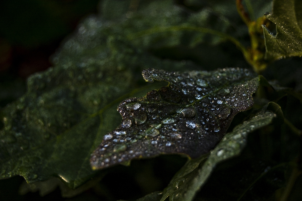 Hoja verde agua planta