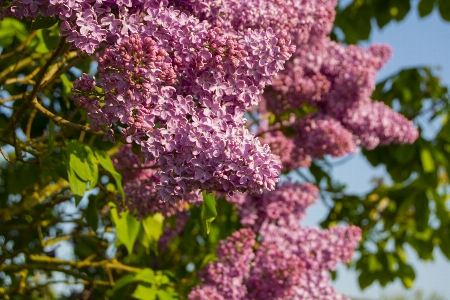 Flower spring pink lilac bush Photo