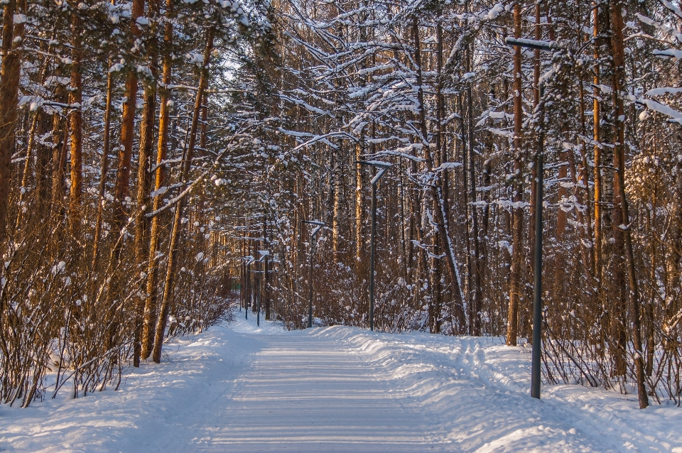 Immagini pianta nevicare paesaggio naturale
