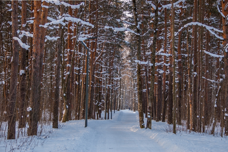 Immagini nevicare pianta paesaggio naturale
