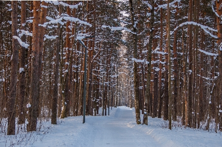 Images snow plant natural landscape Photo