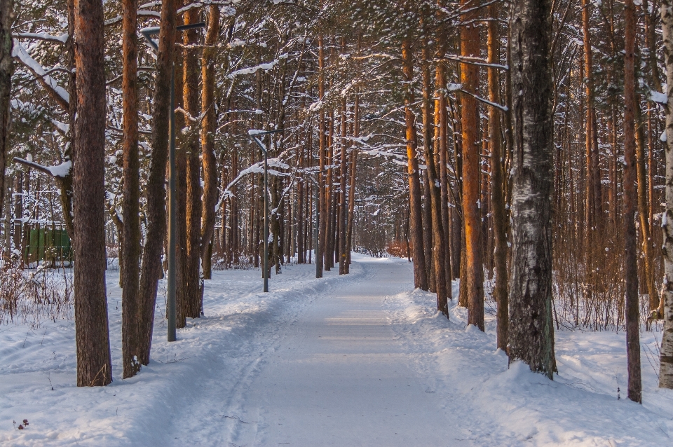 Immagini pianta nevicare foglia