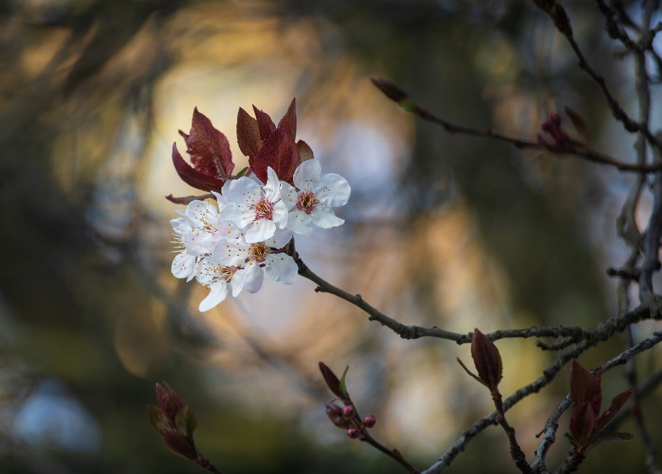 Prune fleurir fleur pétale