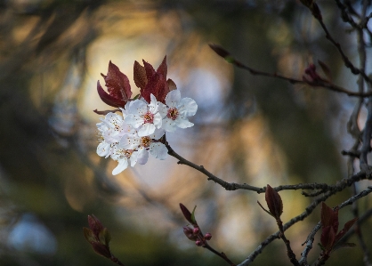 Foto Prugna fiore petalo ramo