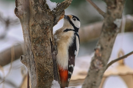 Image bird plant branch Photo