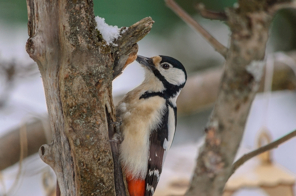 Gambar-gambar tanaman burung cabang