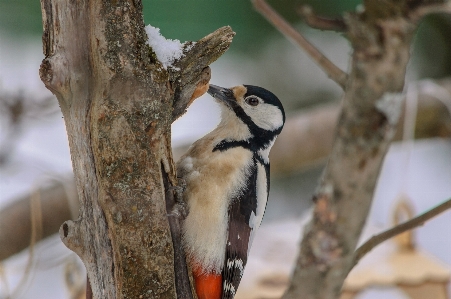 Images plant bird branch Photo