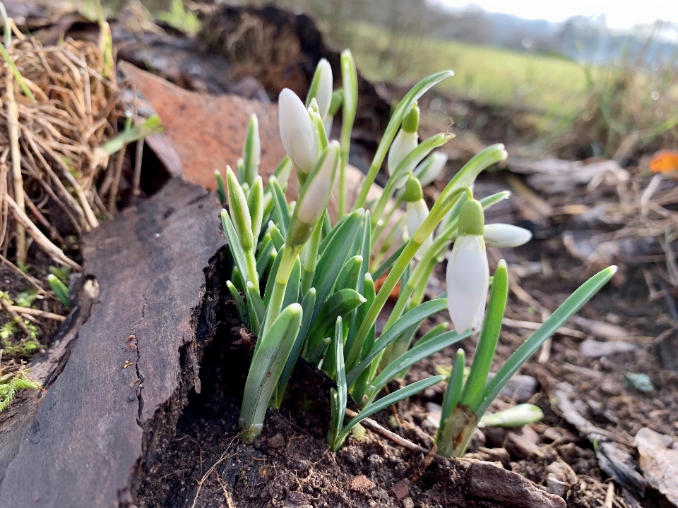 Schneegloeckchen blumen fruehling spring