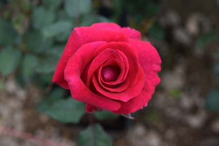 Flower plant petal hybrid tea rose Photo