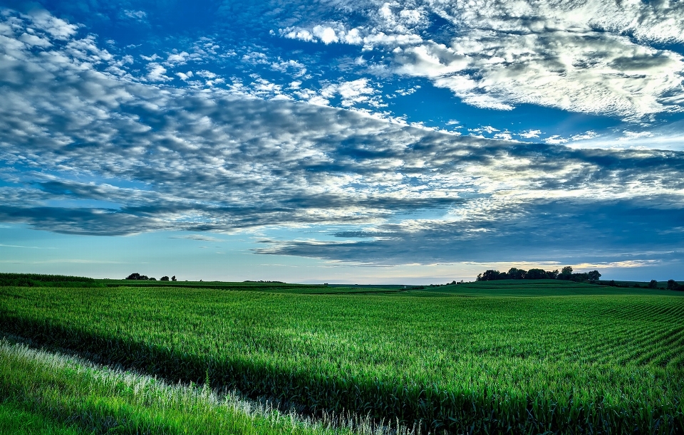 Natural cloud sky plant