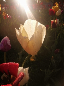 Tulips sun spring flower Photo