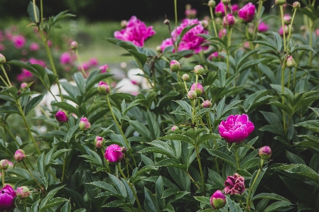 Flower plant petal leaf Photo