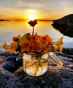 Flower water sky plant Photo