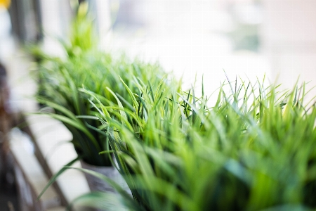 Anlage landpflanze
 gras bodendecker
 Foto