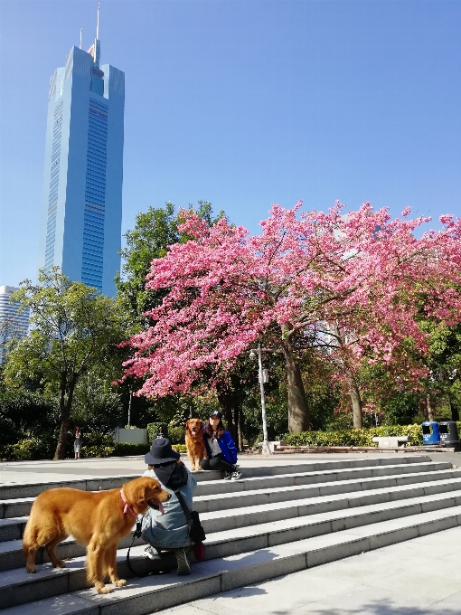 árvore de fio seda
 flor primavera parque