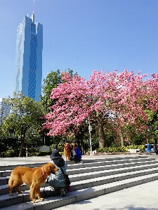 Silk floss tree flower spring park Photo