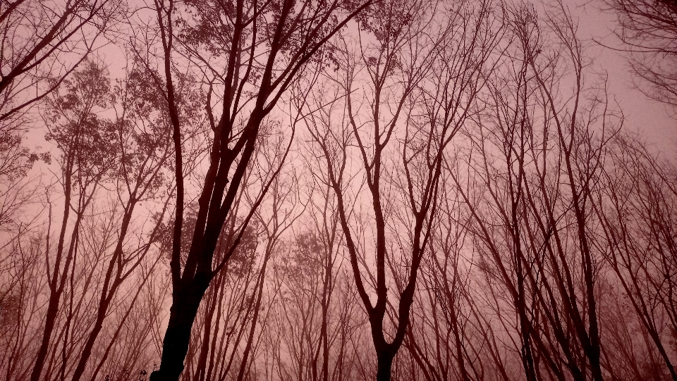 Forest sky twig wood