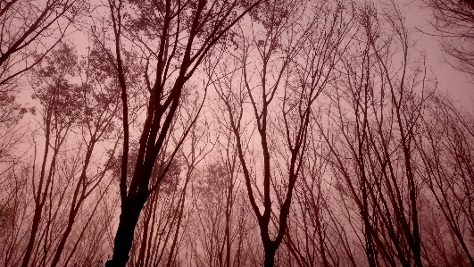 Forest sky twig wood Photo