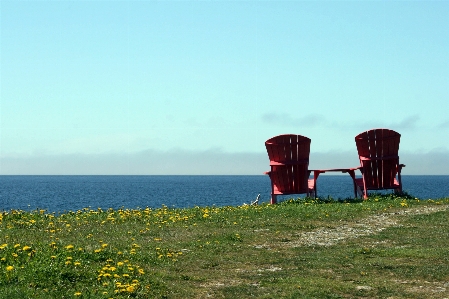 Sky plant flower chair Photo