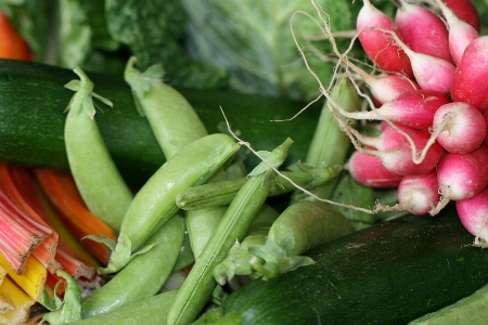 Foto Makanan bunga tanaman bahan
