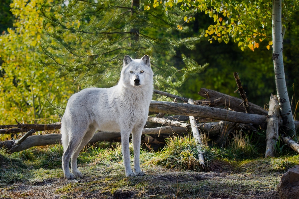 Bianco bellezza foresta pianta