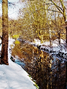 Tree stream water reflection Photo