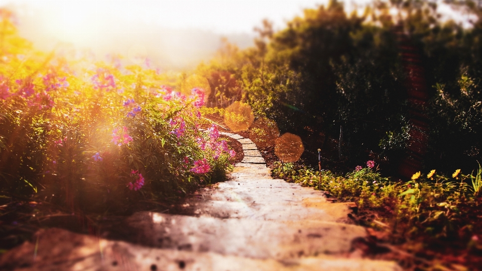 Sun flower plant natural landscape