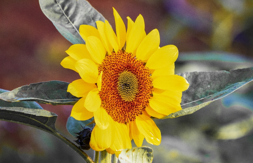 Sun flower plant petal