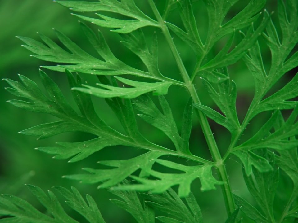 植物 陆生植物
 草 地被植物
