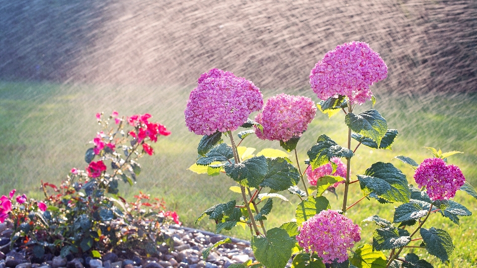 Flower flowers pink nature