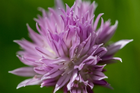 Foto Flor plantar pétala roxo