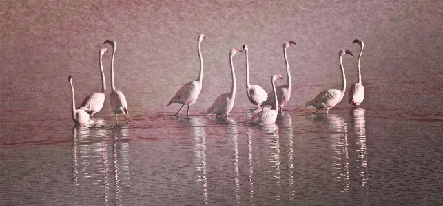 Flamingo flamingos bird wader Photo