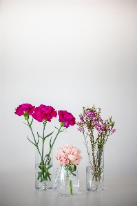 Flower plant vase flowerpot Photo