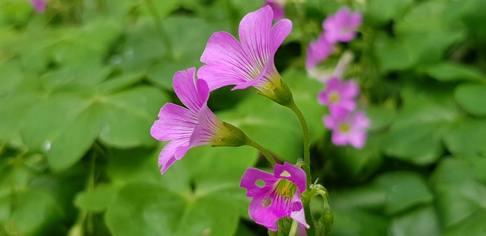 Flor oxalis
 plantar pétala