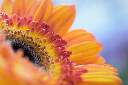 Yellow flower petals macro Photo