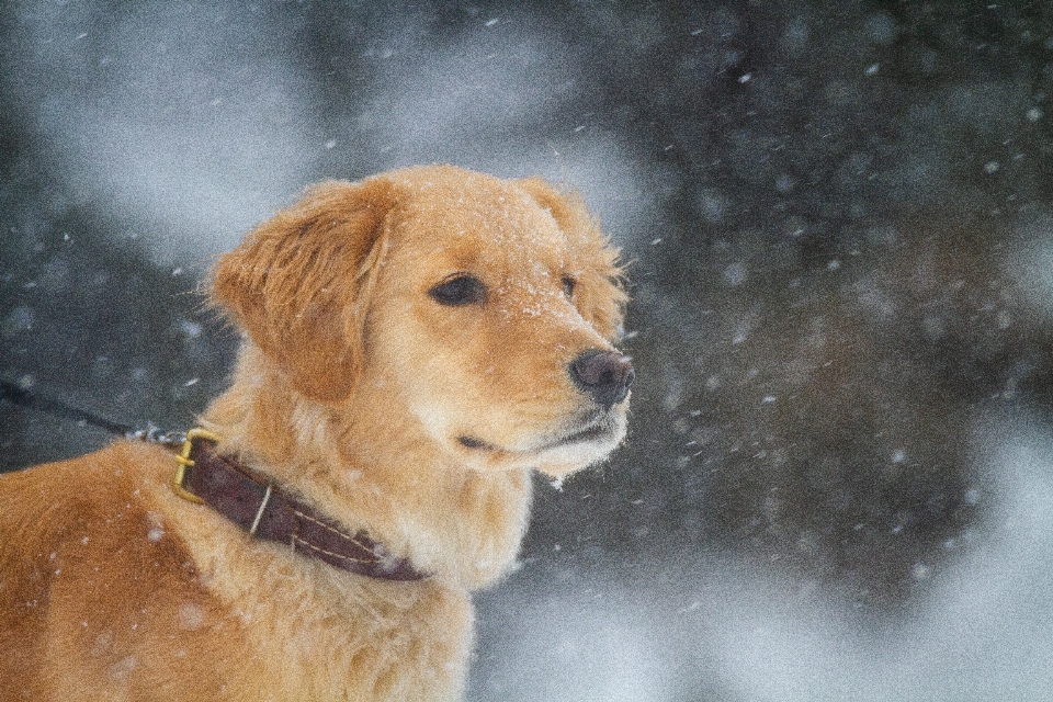 Hund schnee fleischfresser hunderasse
