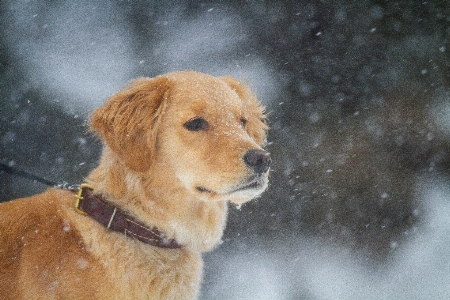 Foto Anjing salju karnivora ras anjing
