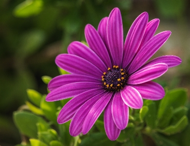 Flower plant purple petal Photo