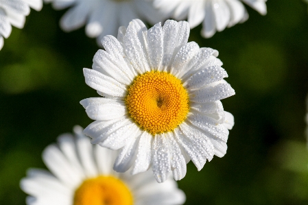 Foto Flor planta blanco pétalo