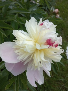 Photo Fleurs nature cadeau fleur