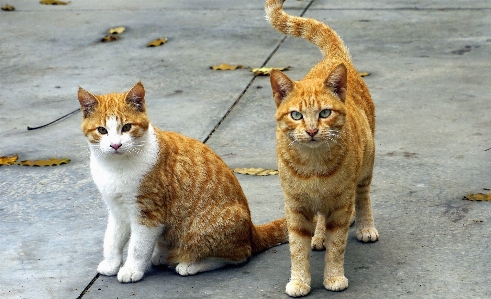 Cat eye felidae carnivore Photo