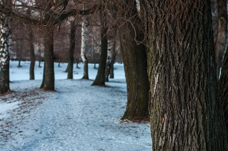 Images snow plant natural landscape Photo