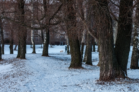 Images snow plant natural landscape Photo