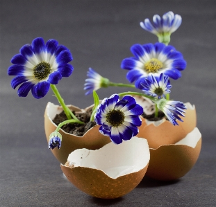 Flower egg eggshell vase Photo