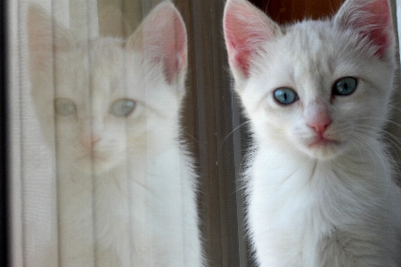 Kitten white precious cat Photo