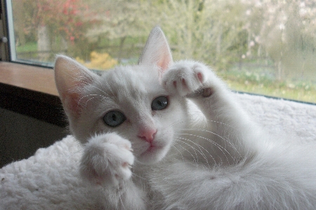 Foto Anak kucing putih manis penuh kasih